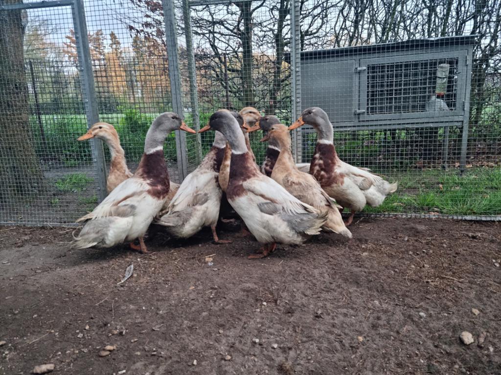 Unieke kans!Volledige fokgroep Sakseneenden Saksische eenden, Meerdere dieren, Eend