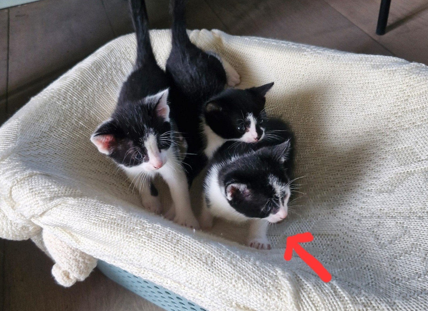 nestje van 8 lieve zwart wit kittens, Meerdere dieren