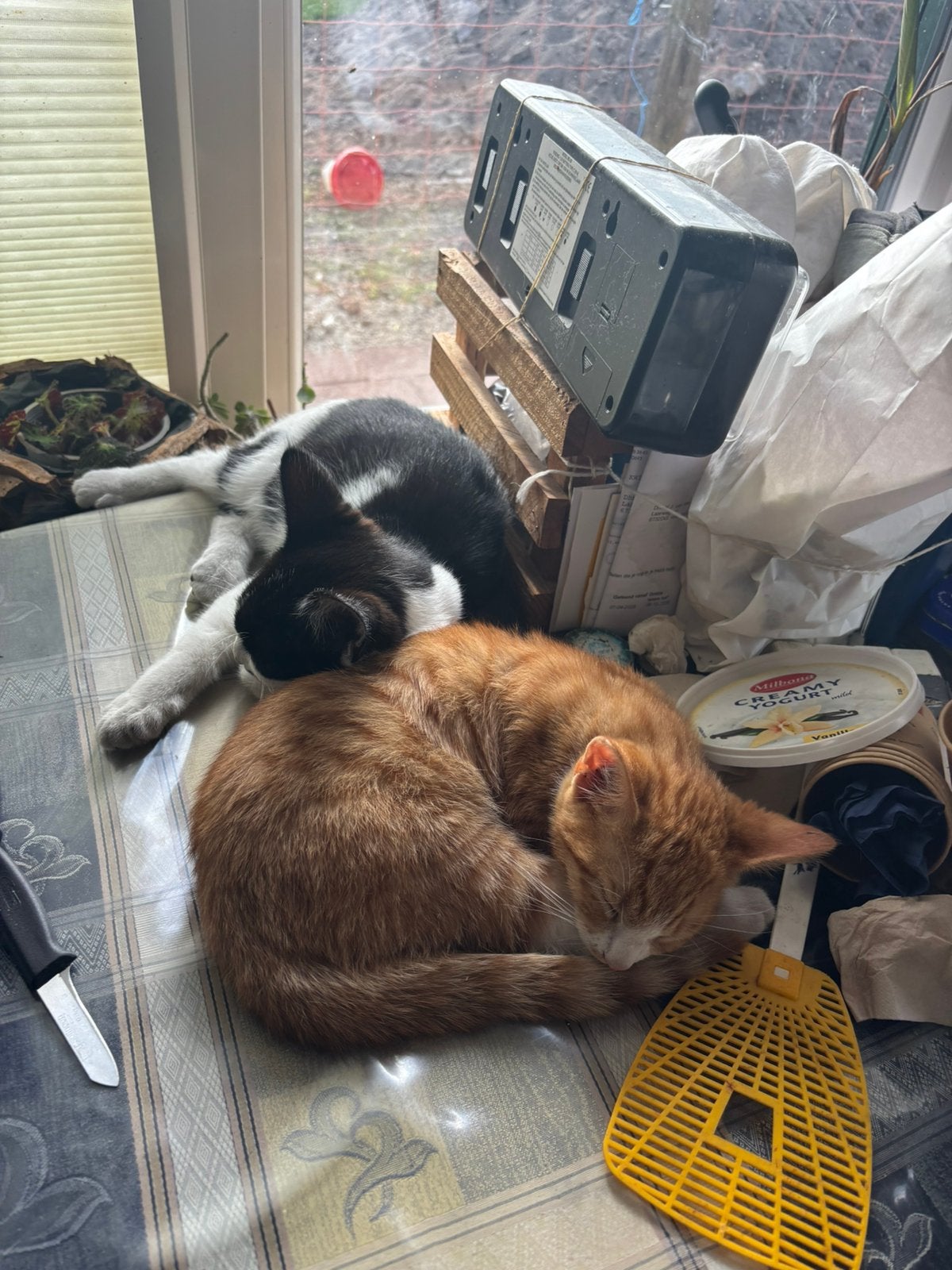 Lieve kittens, Meerdere dieren