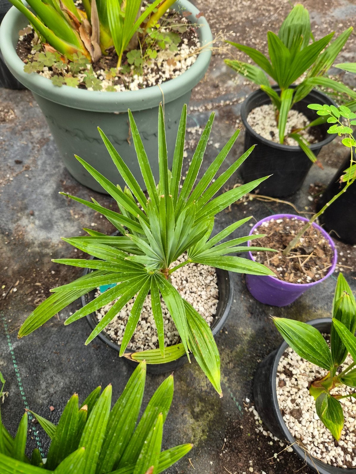 Trachycarpus princeps x wagnerianus (F1 hybride), zeldzaam, Overige soorten, Volle zon, Vaste plant, Ophalen of Verzenden