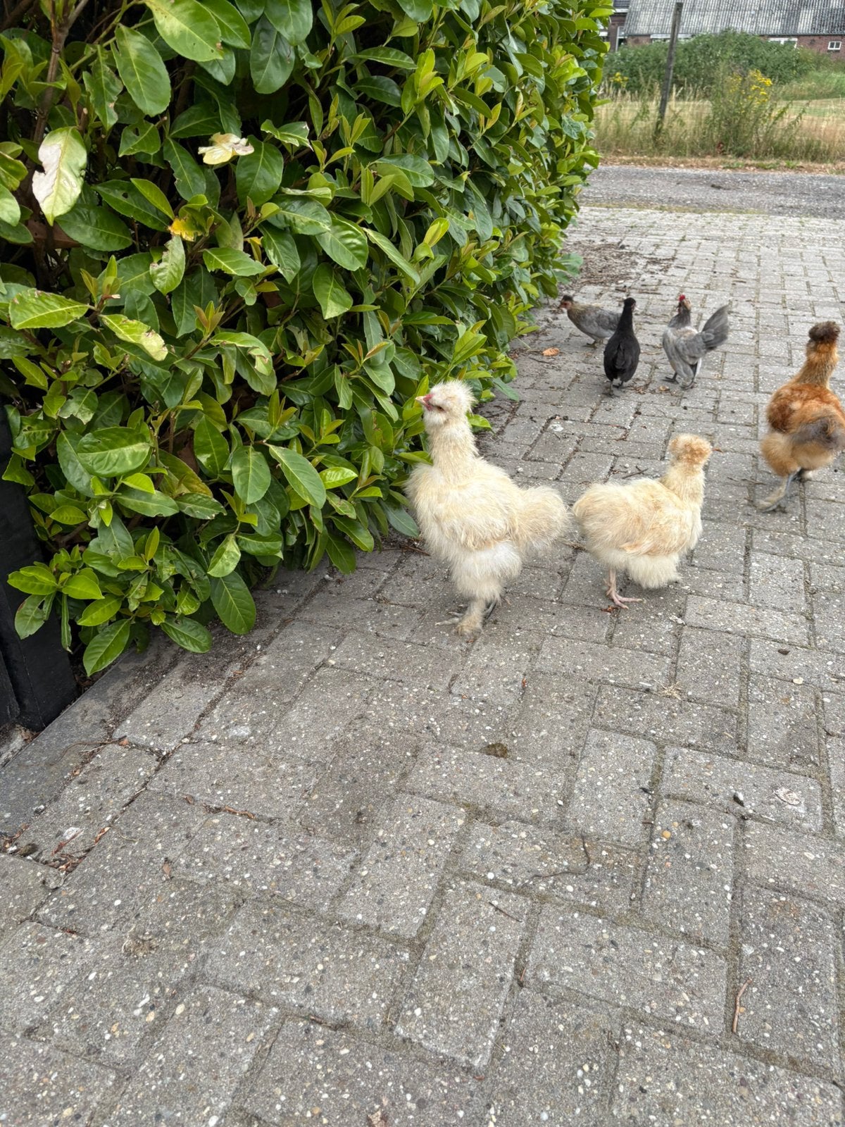 Usa zijdehoen haan + hen, Dieren en Toebehoren, Pluimvee, Kip, Meerdere dieren