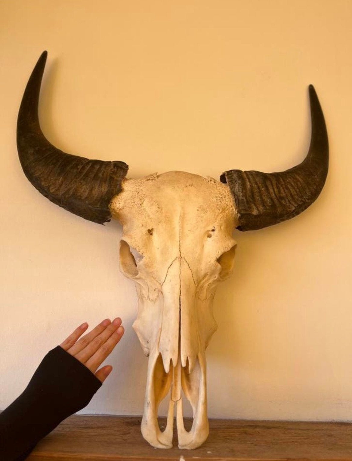 Echte buffelschedel XXL schedel stier buffel kop opgezette, Ophalen of Verzenden, Zo goed als nieuw