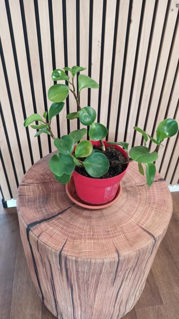 Peperomia Obtusifolia (klein blad), Huis en Inrichting, Kamerplanten, Overige soorten, In pot, Minder dan 100 cm, Groene kamerplant