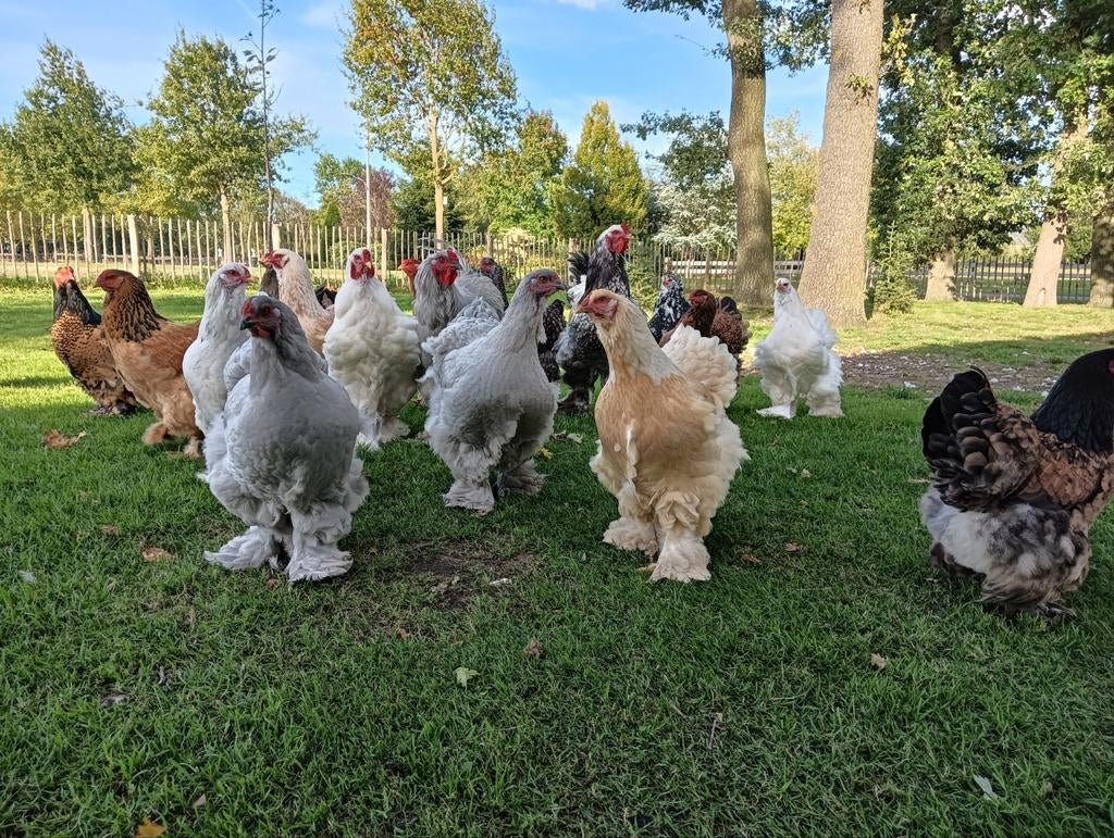 Broedeieren Grote Brahma in veel verschillende kleuren!!, Dieren en Toebehoren, Pluimvee, Geslacht onbekend, Kip
