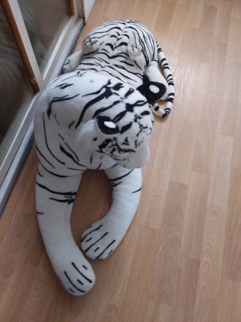 Tijger, Ophalen of Verzenden