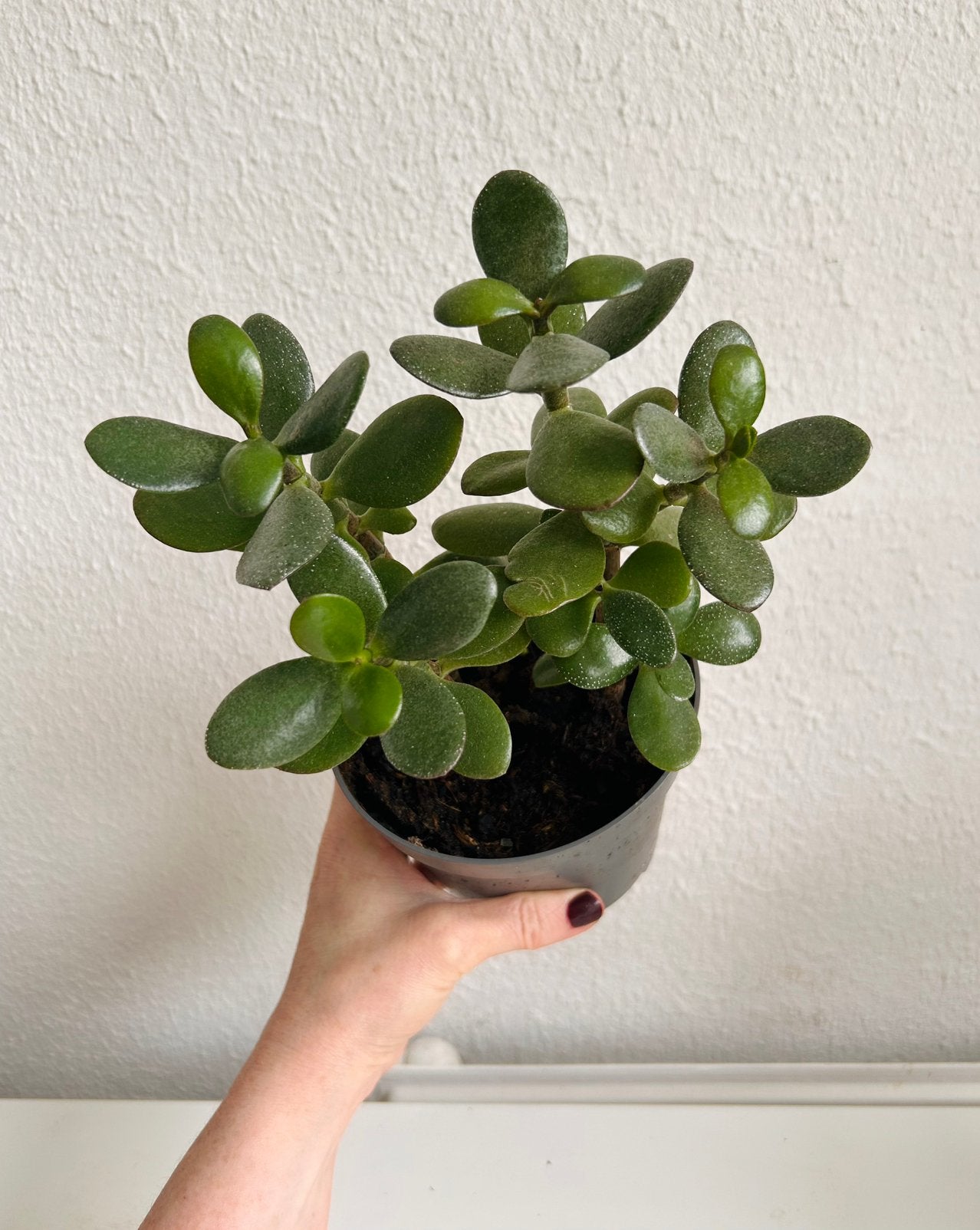 Grote gezonde Crassula Ovata vetplant 25cm hoog, Ophalen of Verzenden, Halfschaduw, Minder dan 100 cm
