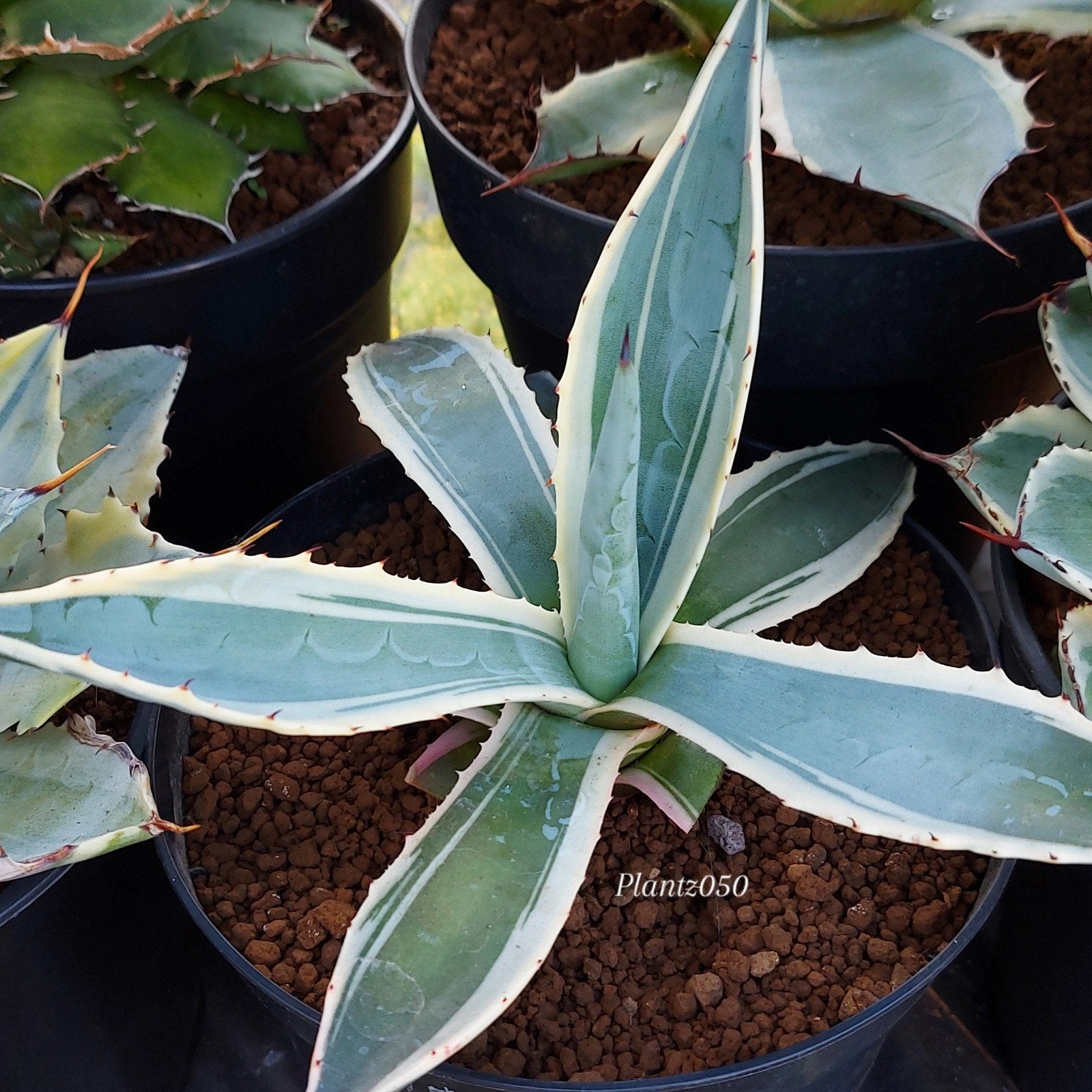 Agave Americana Marshmallow nieuw en uniek variegated plant!, Tuin en Terras, Overige soorten, Volle zon, Vaste plant, Verzenden