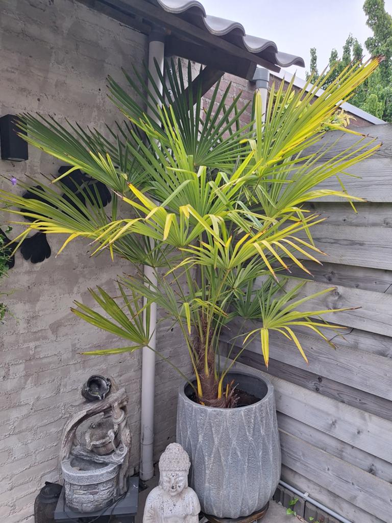Palmboom in pot, Tuin en Terras, Planten | Bomen, 100 tot 250 cm, Zomer, Palmboom, Ophalen