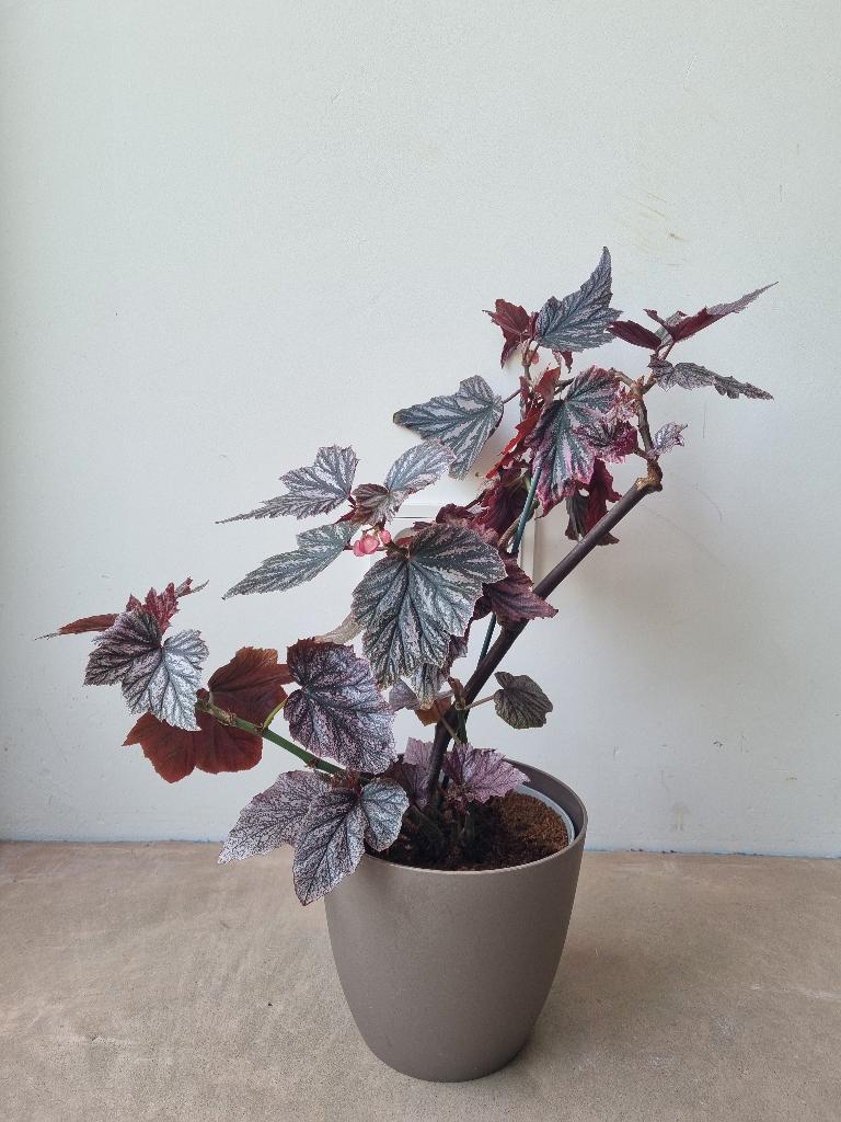 Begonia pink minx kamerplant roze stippen, Ophalen, Overige soorten, Halfschaduw, Minder dan 100 cm