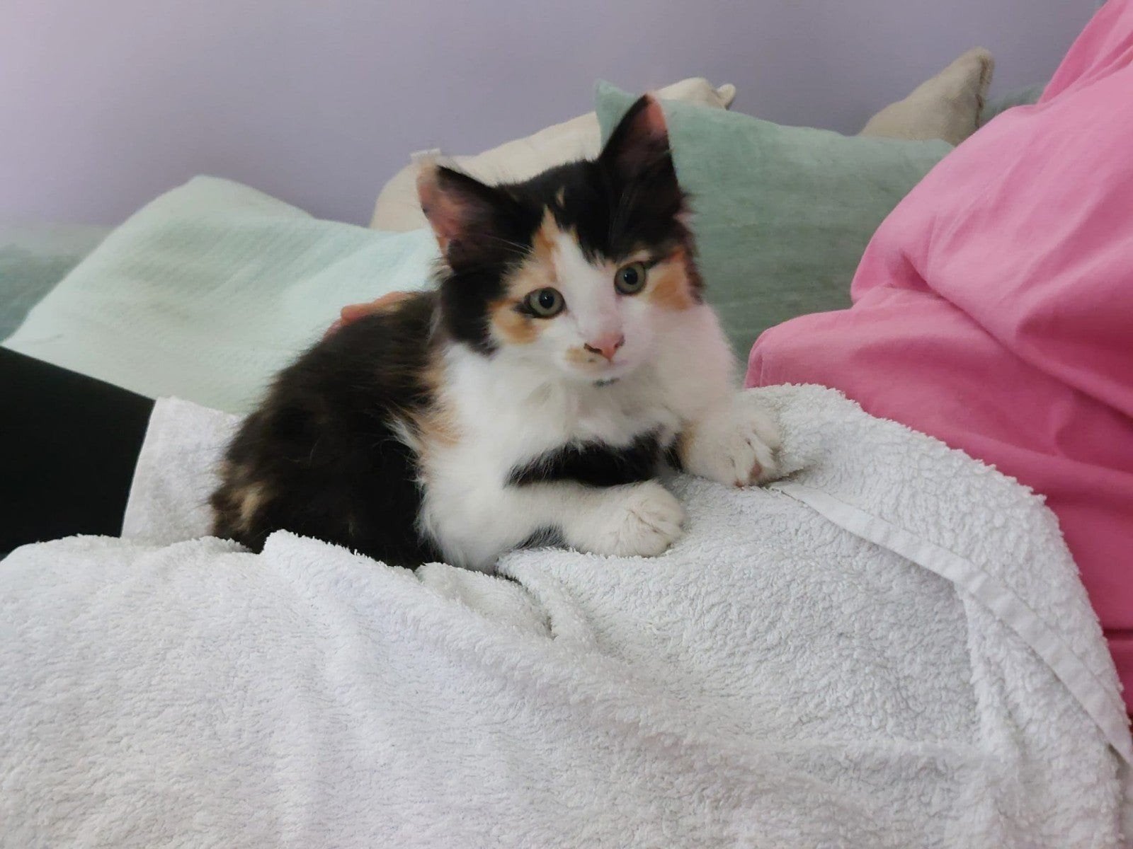 1 langharige kitten en 1 kortharige kitten, Meerdere dieren