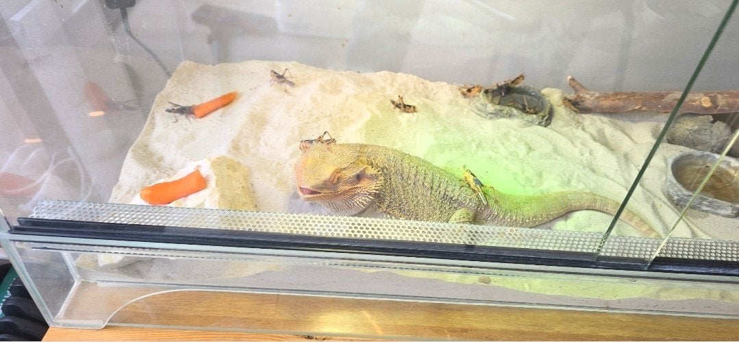 Baardagaam, Dieren en Toebehoren, Reptielen en Amfibieën, Hagedis, 0 tot 2 jaar