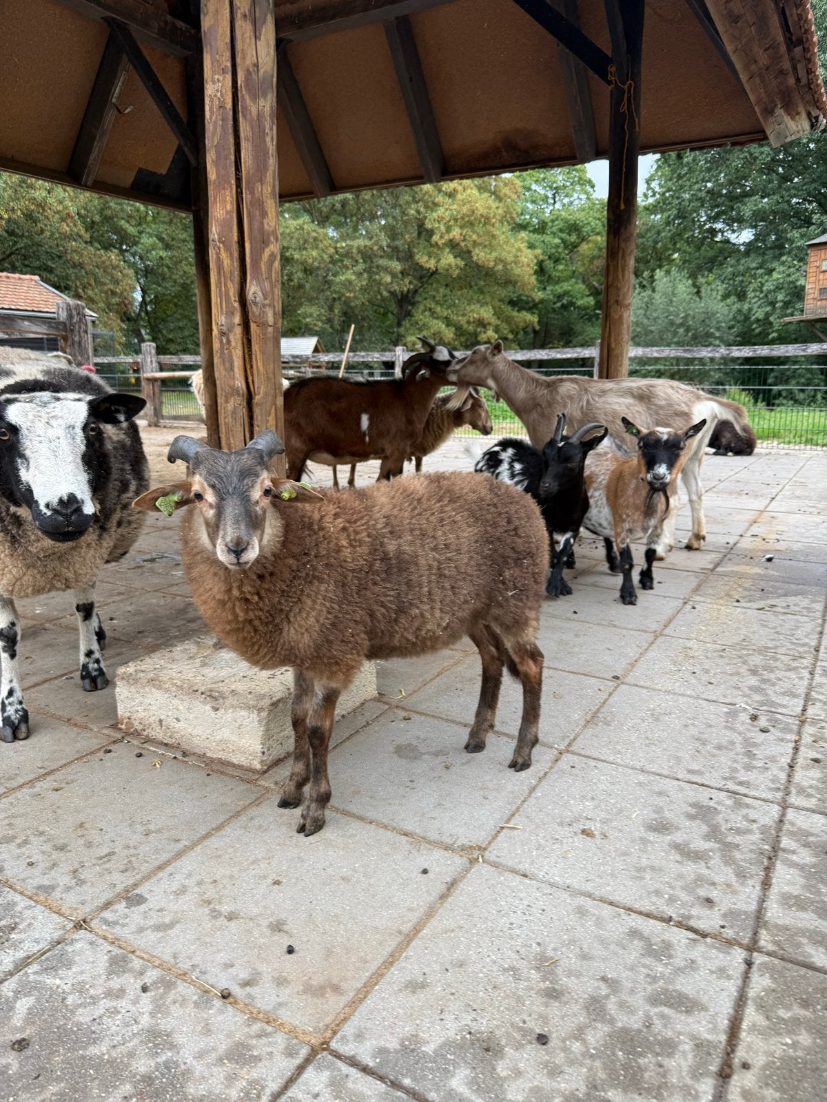 Drentheideschaap ram raszuiver te koop, Dieren en Toebehoren, Schapen, Geiten en Varkens, Mannelijk, Schaap, 0 tot 2 jaar