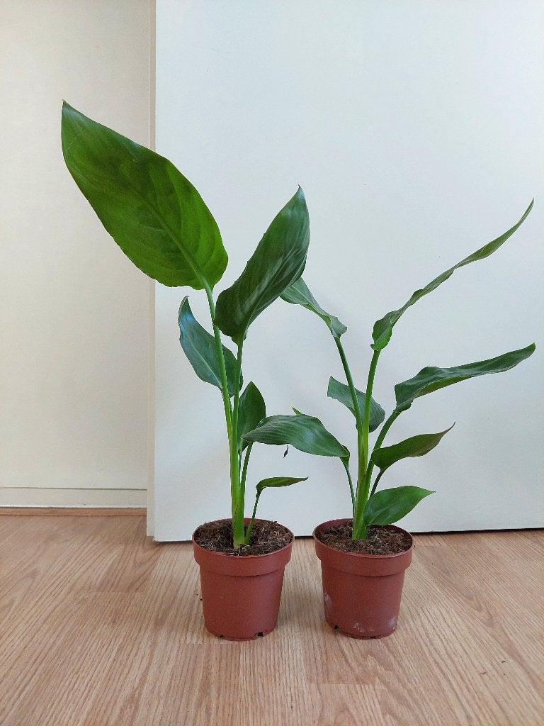 Strelitzia Reginae-Paradijsvogelbloem/Paradijsvogelplant H50, Huis en Inrichting, Ophalen, Overige soorten, Halfschaduw, Minder dan 100 cm