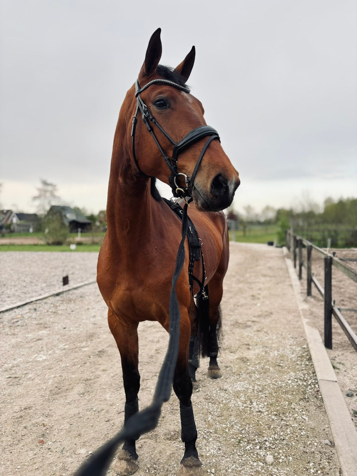 Lieve grote 4-jarige KWPN merrie v. Spielberg, Merrie, 175 cm of meer, Met stamboom, Zadelmak