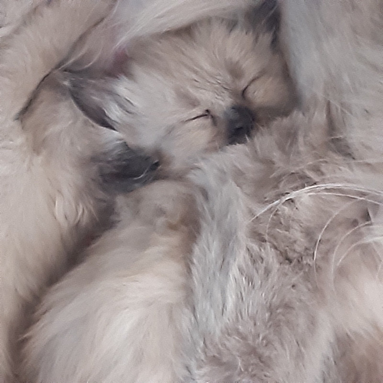 Ragdoll seal mink kittens, Dieren en Toebehoren, Meerdere dieren, Gechipt