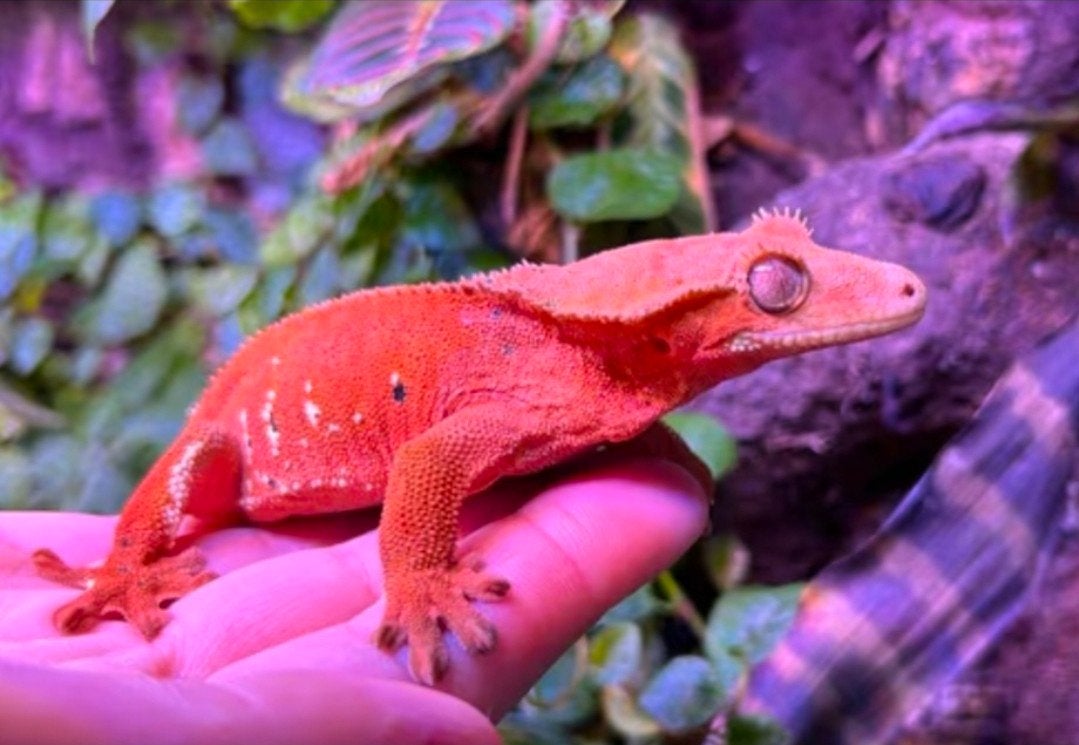 wimpergekko, diverse wimpergekko's, Hagedis, 0 tot 2 jaar