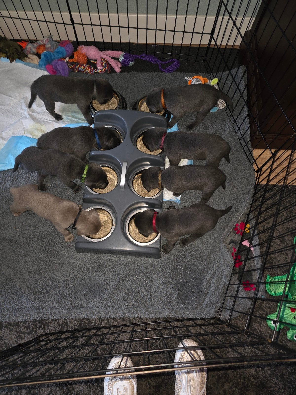 charcoal labador pups, Labrador retriever, Meerdere, Meerdere dieren, Nederland