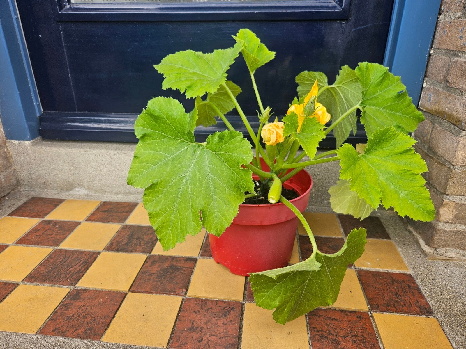 Witte courgette plant (ruilen mogelijk), Tuin en Terras, Ophalen, Eenjarig, Groenteplanten, Volle zon