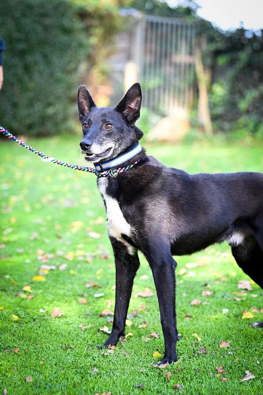 Willy, medium mix reutje gecastreerd 4 jaar, Particulier, Reu, Buitenland, Eén hond