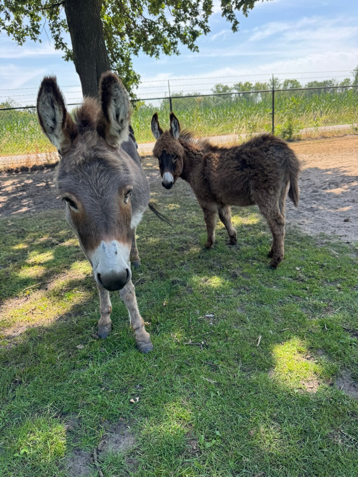 Mini ezel hengsten, Dieren en Toebehoren, Februari, Mannelijk