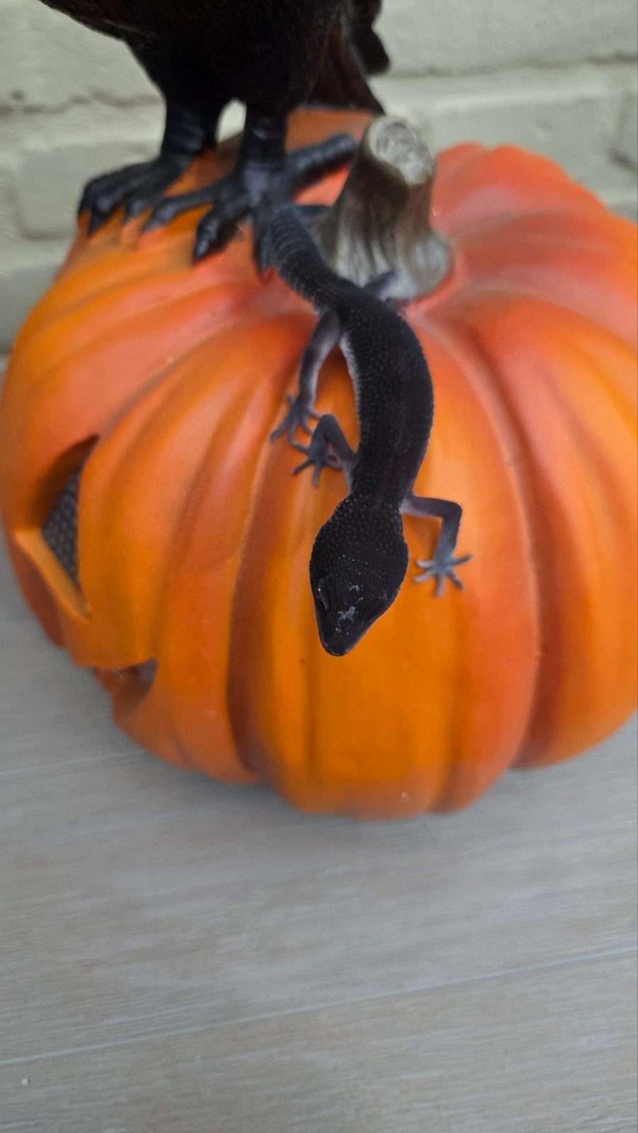 black night luipaard gekko man patroonloos Leopard Gecko photo 11