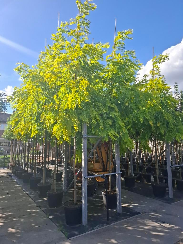 robinia frisia gele acasia hoogstam boom, Ophalen, In pot, Volle zon, Overige soorten