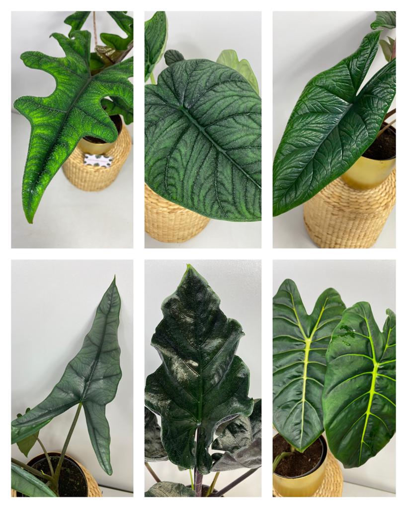 Alocasia Knollen - Veel Soorten - 5 voor €16,50, Ophalen of Verzenden, Halfschaduw, Minder dan 100 cm