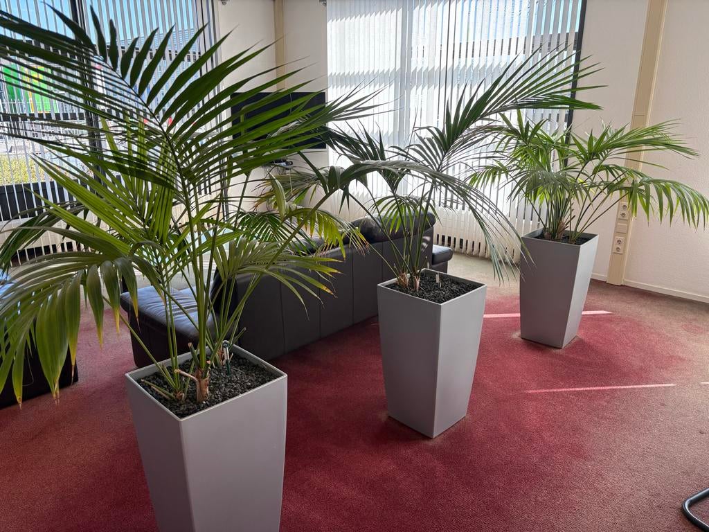 Grote Areca Palmen in Pot - Ideaal voor Kantoor/Woonkamer, Ophalen, Palm, Halfschaduw, In pot