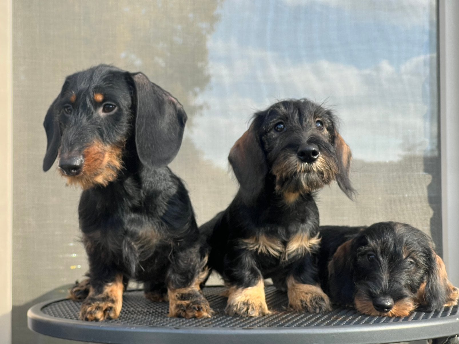 Prachtige Dwerg en Kaninchen ruwhaar teckel pups stamboom, Dieren en Toebehoren, CDV (hondenziekte), 8 tot 15 weken, Dwerg, Meerdere