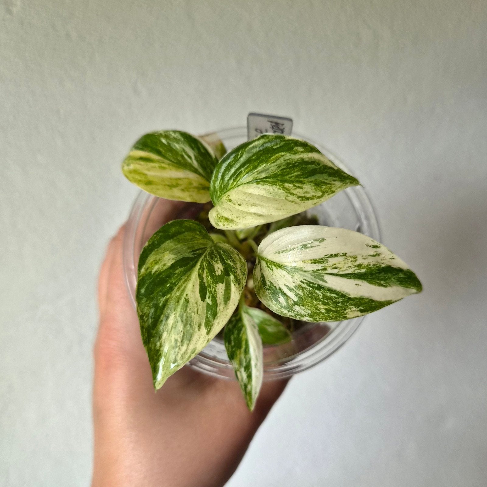 Homalomena Cheese variegated, Huis en Inrichting, Ophalen of Verzenden