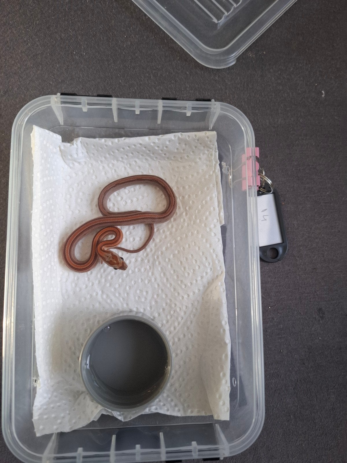 Rode rattenslangen zoeken nieuw thuis Corn Snake photo 14