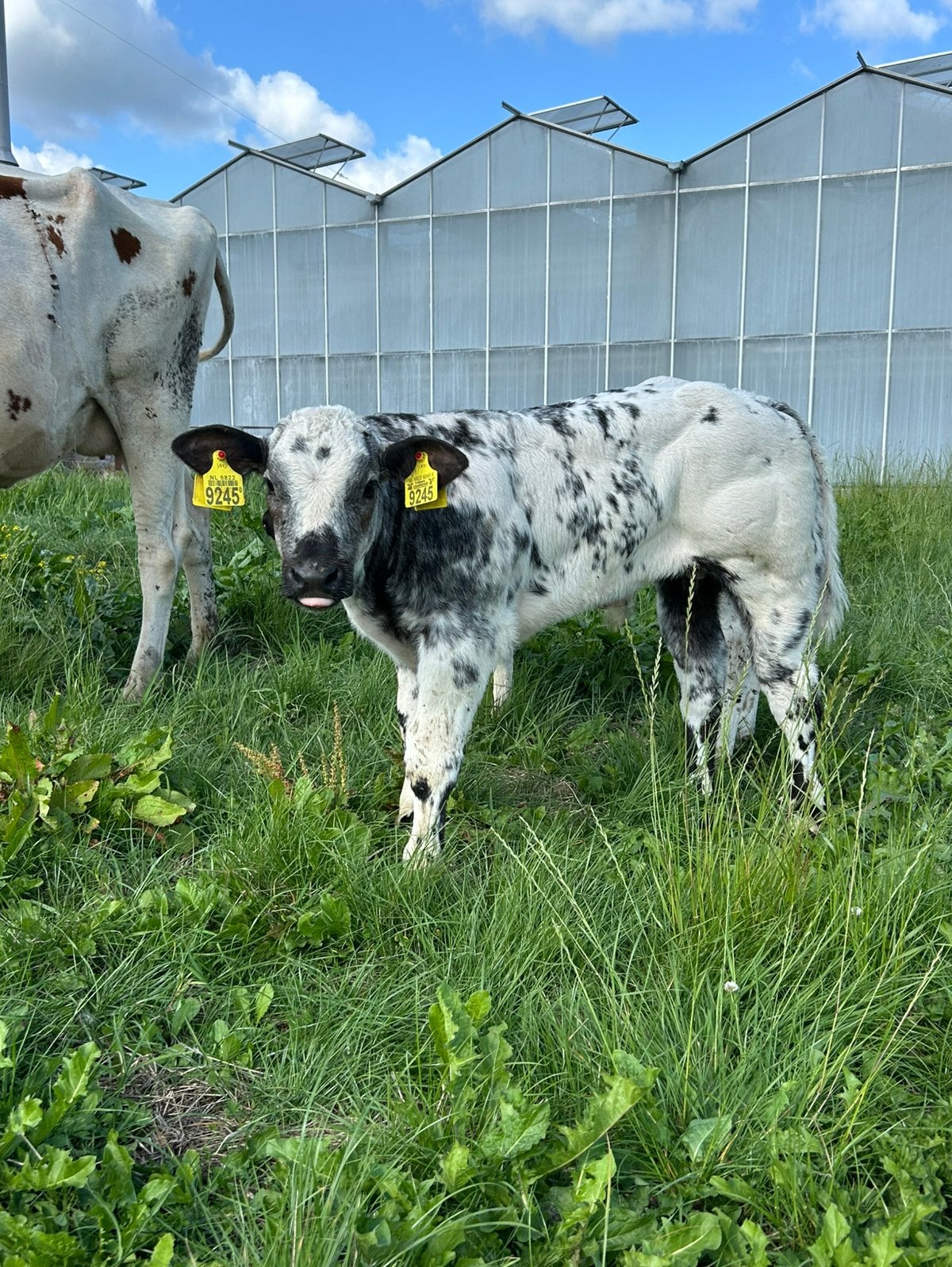 Super dikbil stiertjes, Dieren en Toebehoren, Runderen, Mannelijk, 0 tot 2 jaar