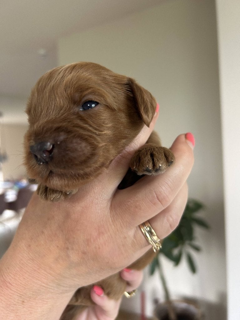 Prachtige, maar vooral lieve Australian Labradoodle pups, Overige rassen, 8 tot 15 weken, Meerdere, Meerdere dieren