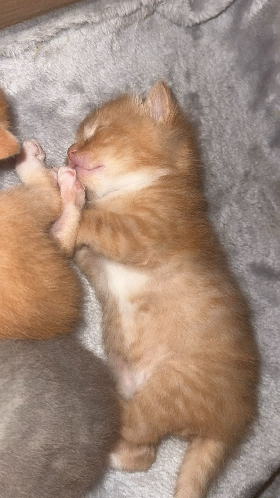 4 prachtige kittens van Sky zoeken een liefdevol thuis.