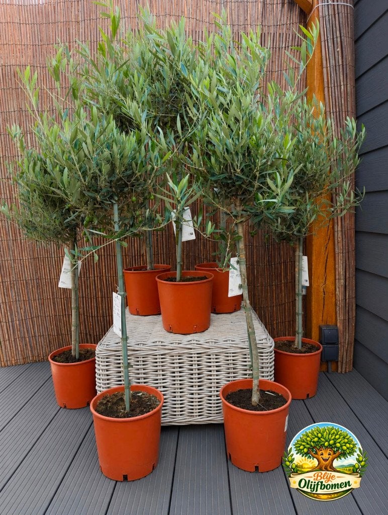 Kleine olijfboom olijfbomen met olijfjes er aan.2 STUKS €35-, 100 tot 250 cm, Olijfboom, Ophalen, Volle zon