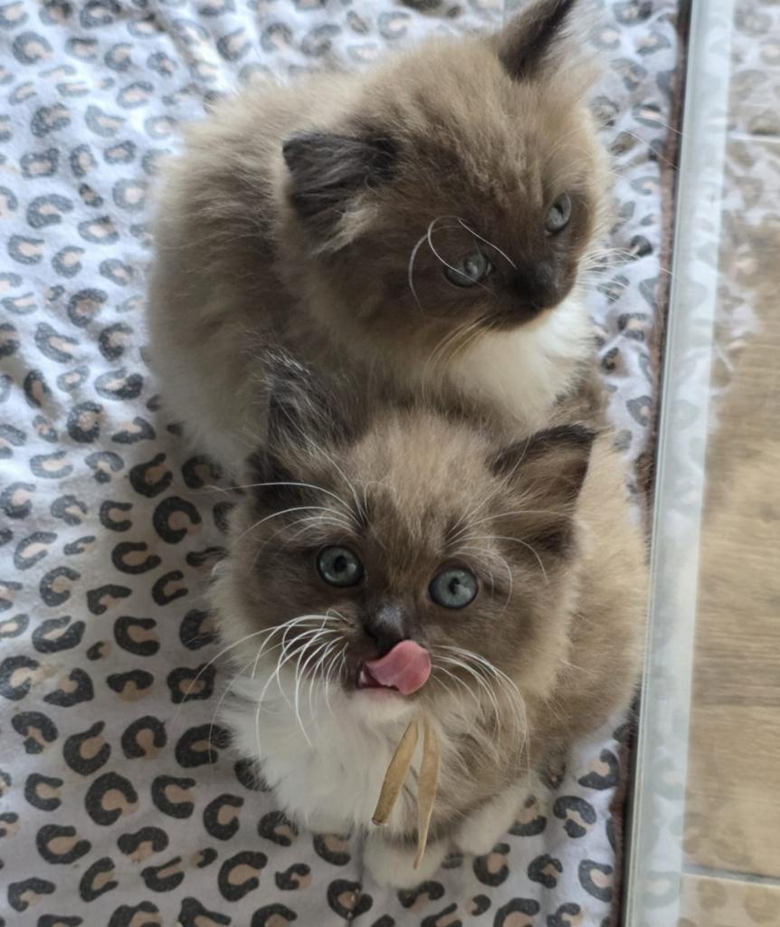 Prachtige ragdoll kittens zoeken een gouden mandje, Dieren en Toebehoren, Meerdere dieren, Ontwormd