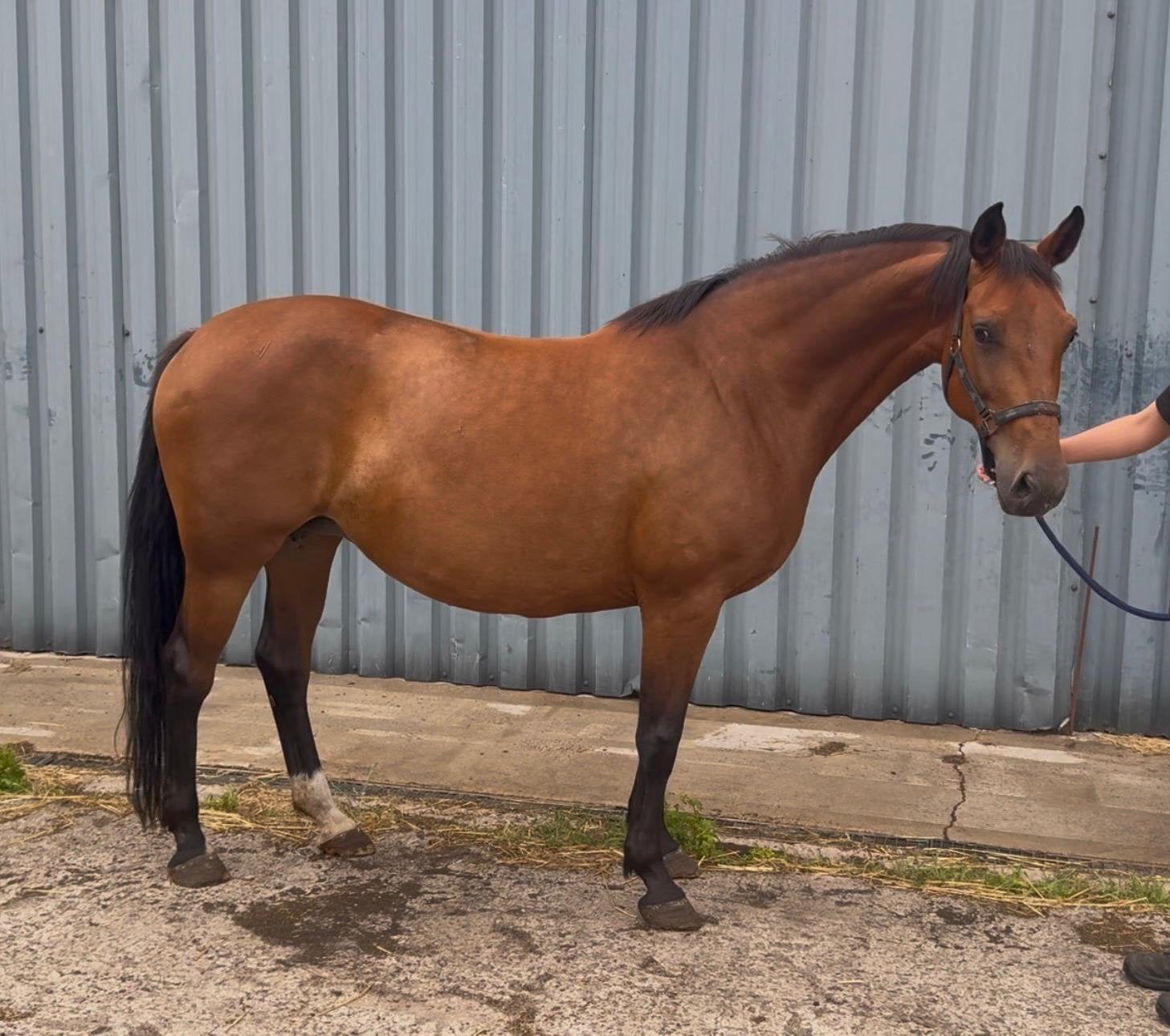 Dressuur merrie en franse draver merrie, Dieren en Toebehoren, Merrie, Dressuurpaard