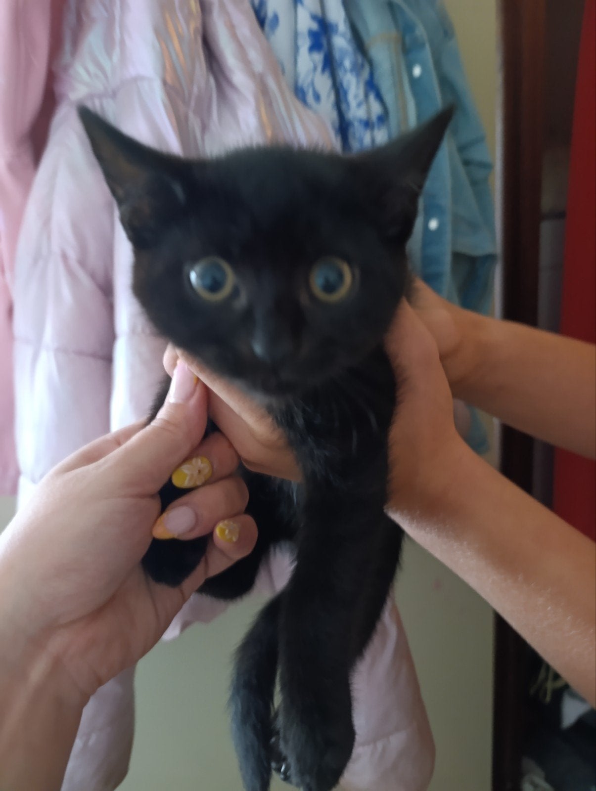 zwarte poes en 2 katters, Meerdere dieren, Kortharig, 0 tot 2 jaar