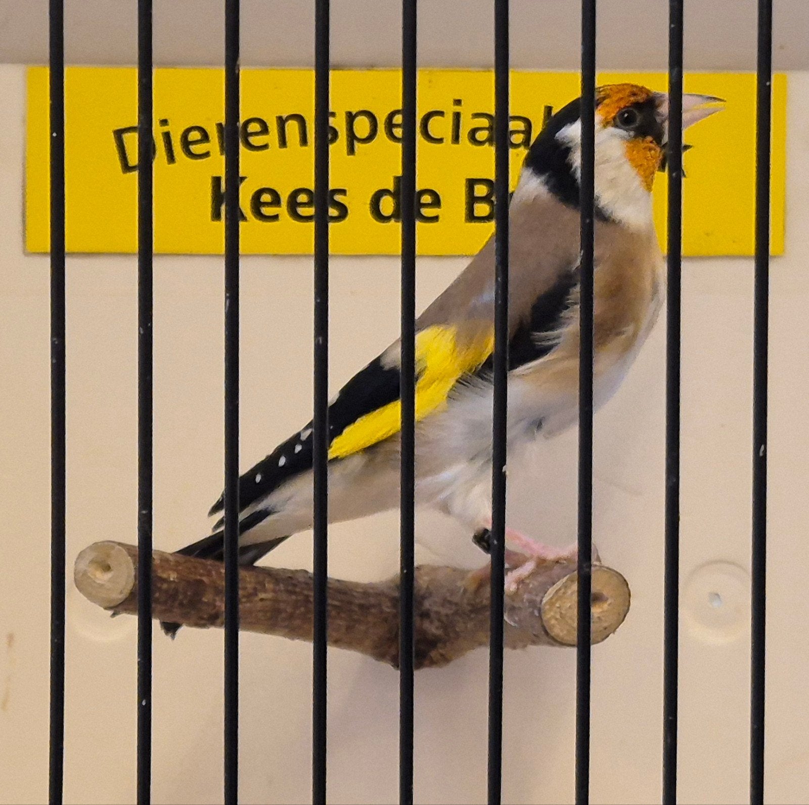 Major putter man, Dieren en Toebehoren