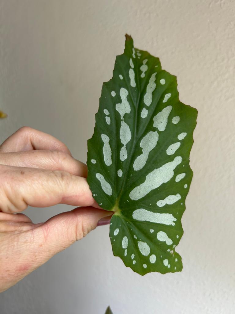 Begonia bohemian forest, meerdere stekken zie advertentie, Ophalen of Verzenden, Halfschaduw, Minder dan 100 cm