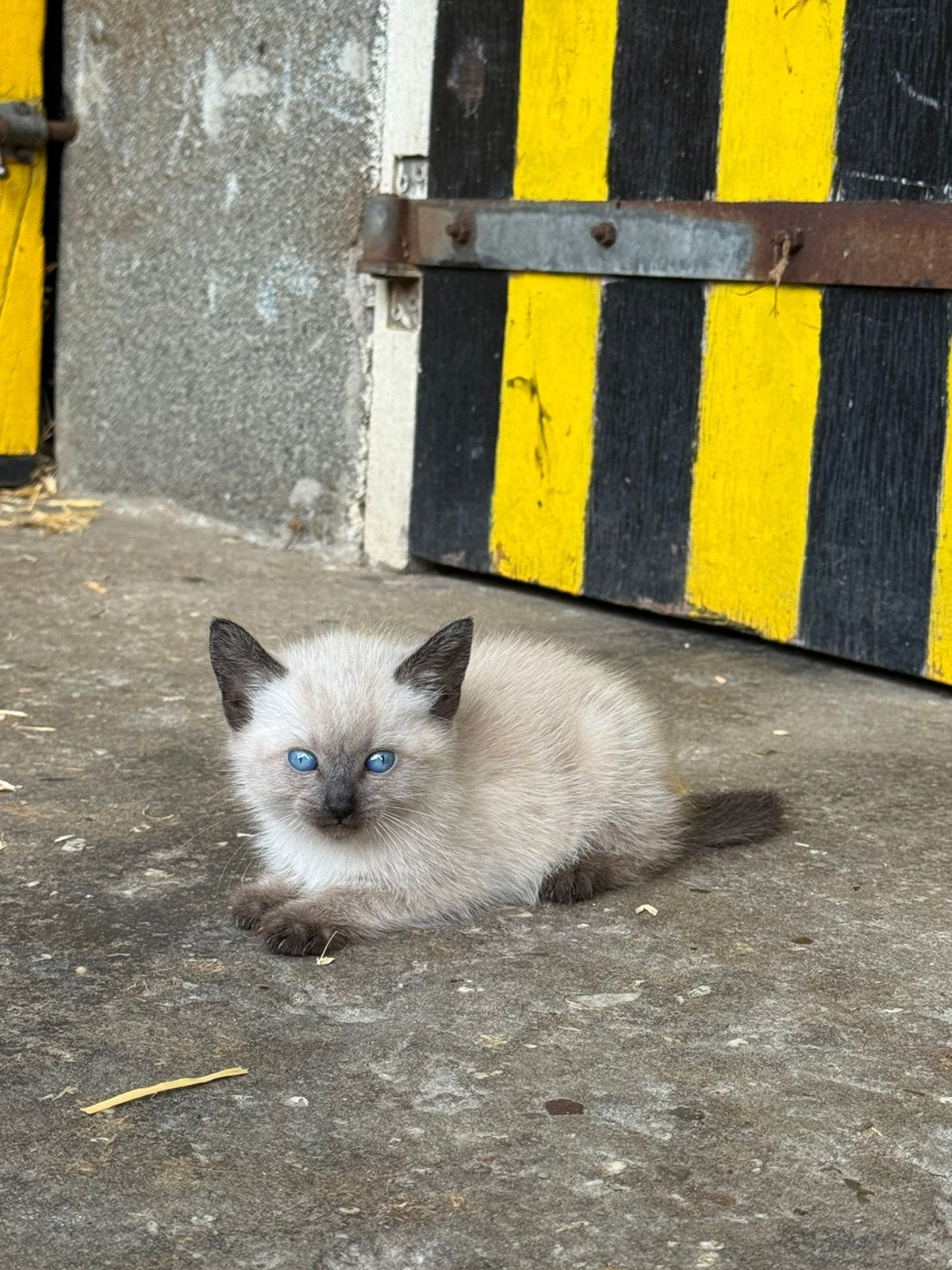 Prachtige kitten, Kater, 0 tot 2 jaar
