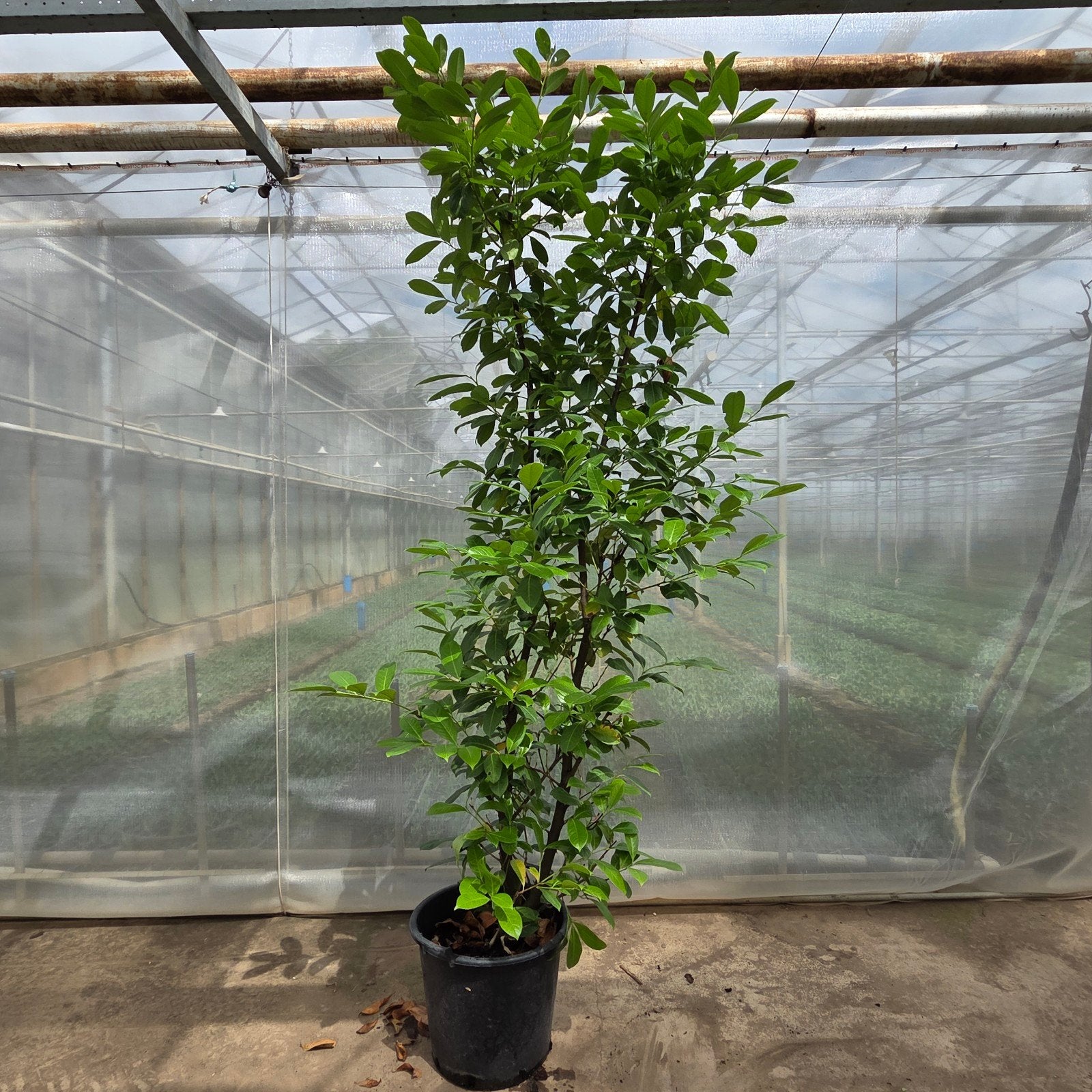 Prunus Rotundifolia Laurier 200/250cm, Ophalen of Verzenden