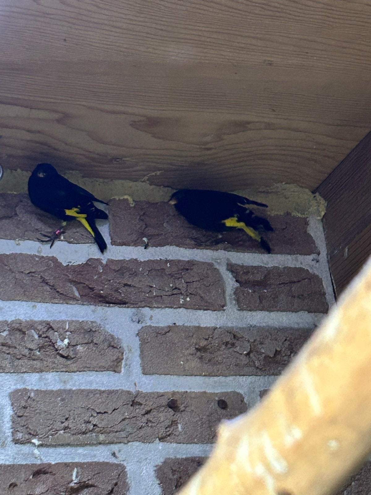 Te koop, Dieren en Toebehoren, Tropenvogel, Geringd
