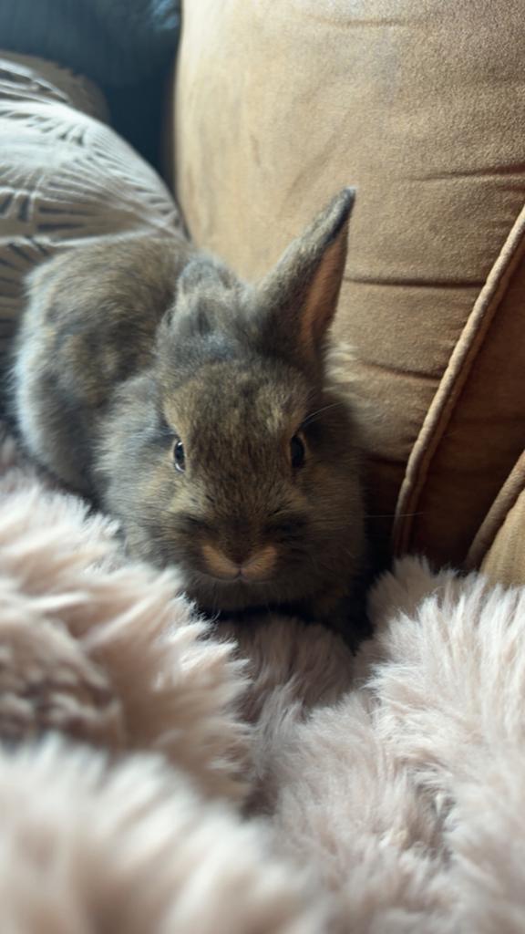 Baby konijntje, Dieren en Toebehoren, Konijnen, Mannelijk, Middelgroot, 0 tot 2 jaar