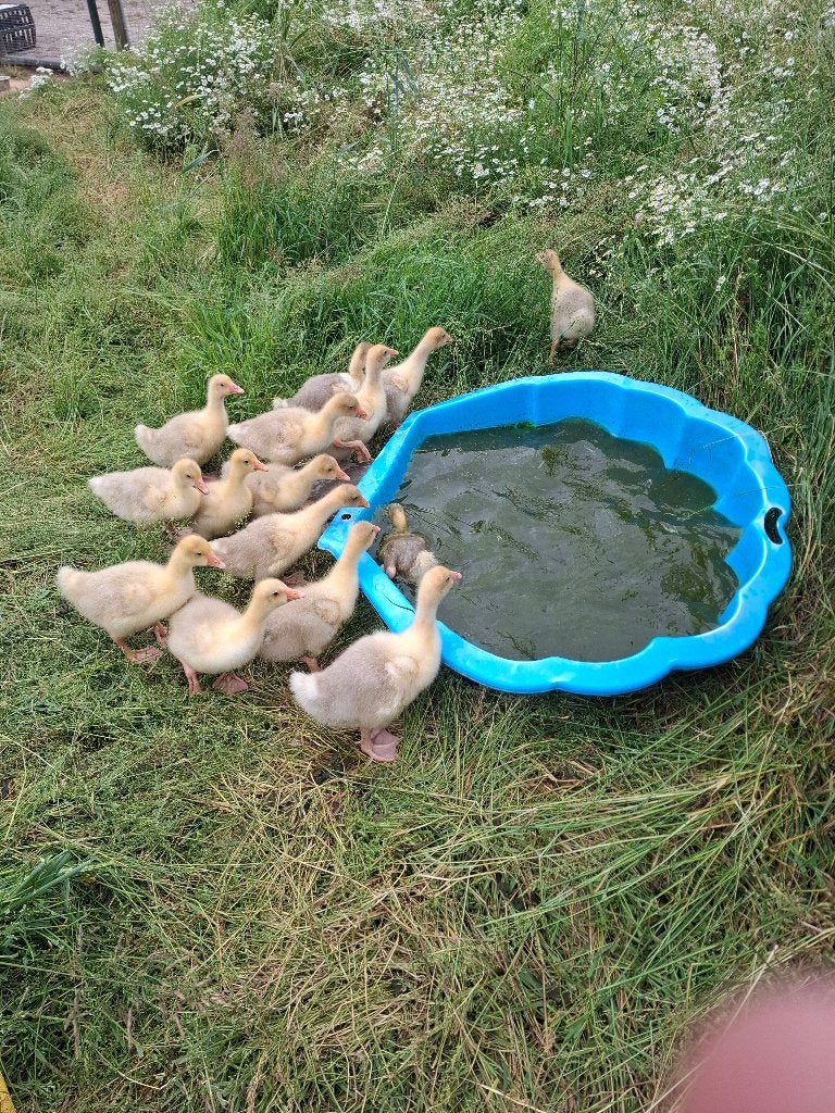 Jonge gansjes, 3 weken oud, Meerdere dieren, Gans of Zwaan