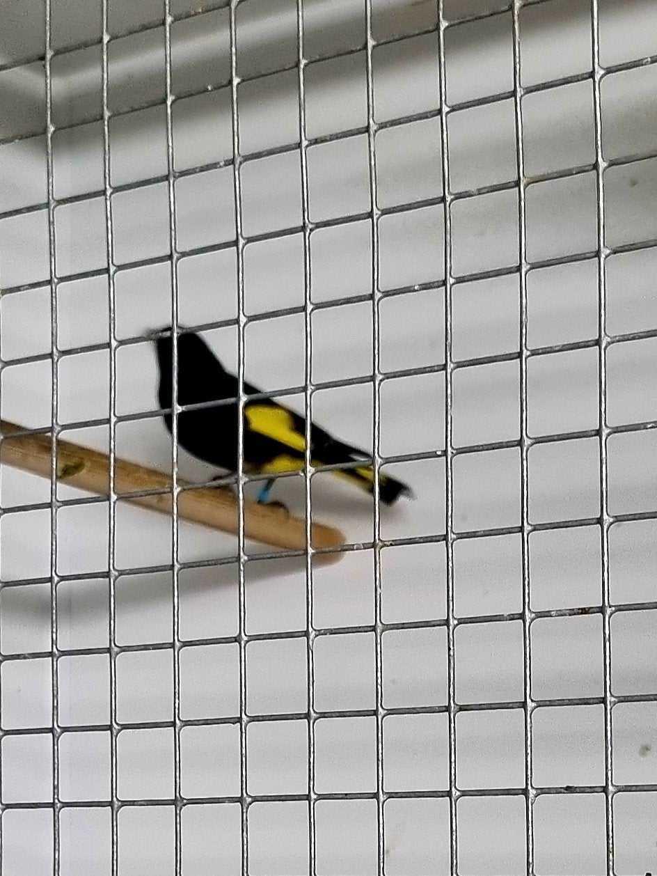 Zwarte sijs, Dieren en Toebehoren, Vogels | Overige Vogels, Meerdere dieren