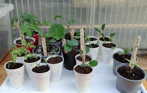 Moestuin plantjes, Cherry Tomaat, Witte kool, Bloemkool,, Tuin en Terras, Planten | Tuinplanten, Ophalen, Eenjarig, Groenteplanten