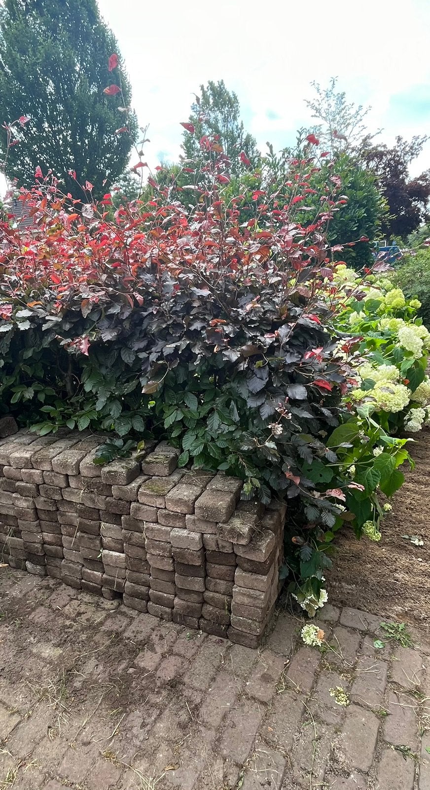 Gratis op te halen - getrommelde klinkers, Tuin en Terras, Planten | Bomen, Overige soorten, Lente, 100 tot 250 cm, Ophalen