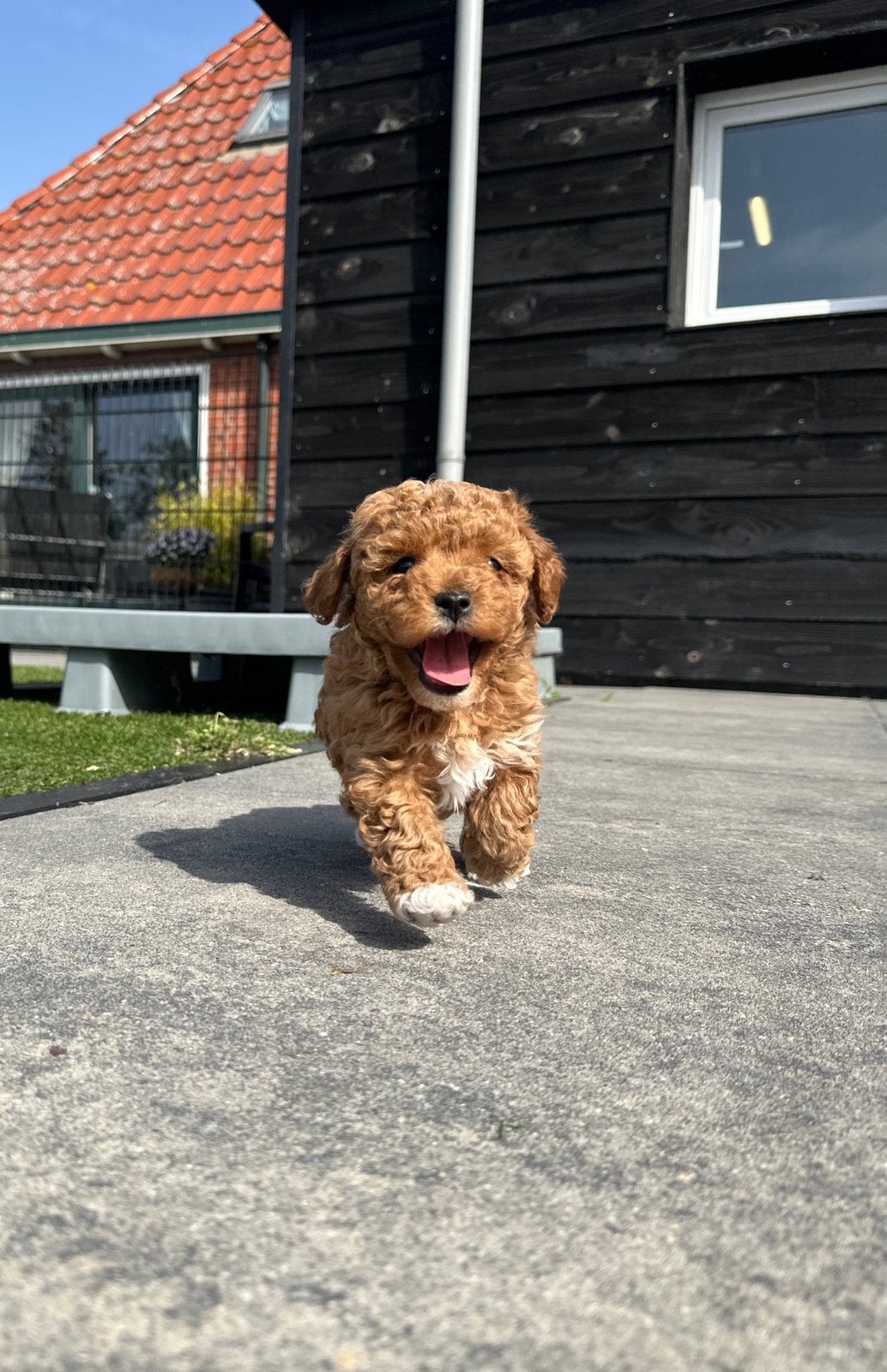 Lieve mini doodle puppy reu, Dieren en Toebehoren, Honden | Niet-rashonden, Parvo, Reu, 8 tot 15 weken, Meerdere