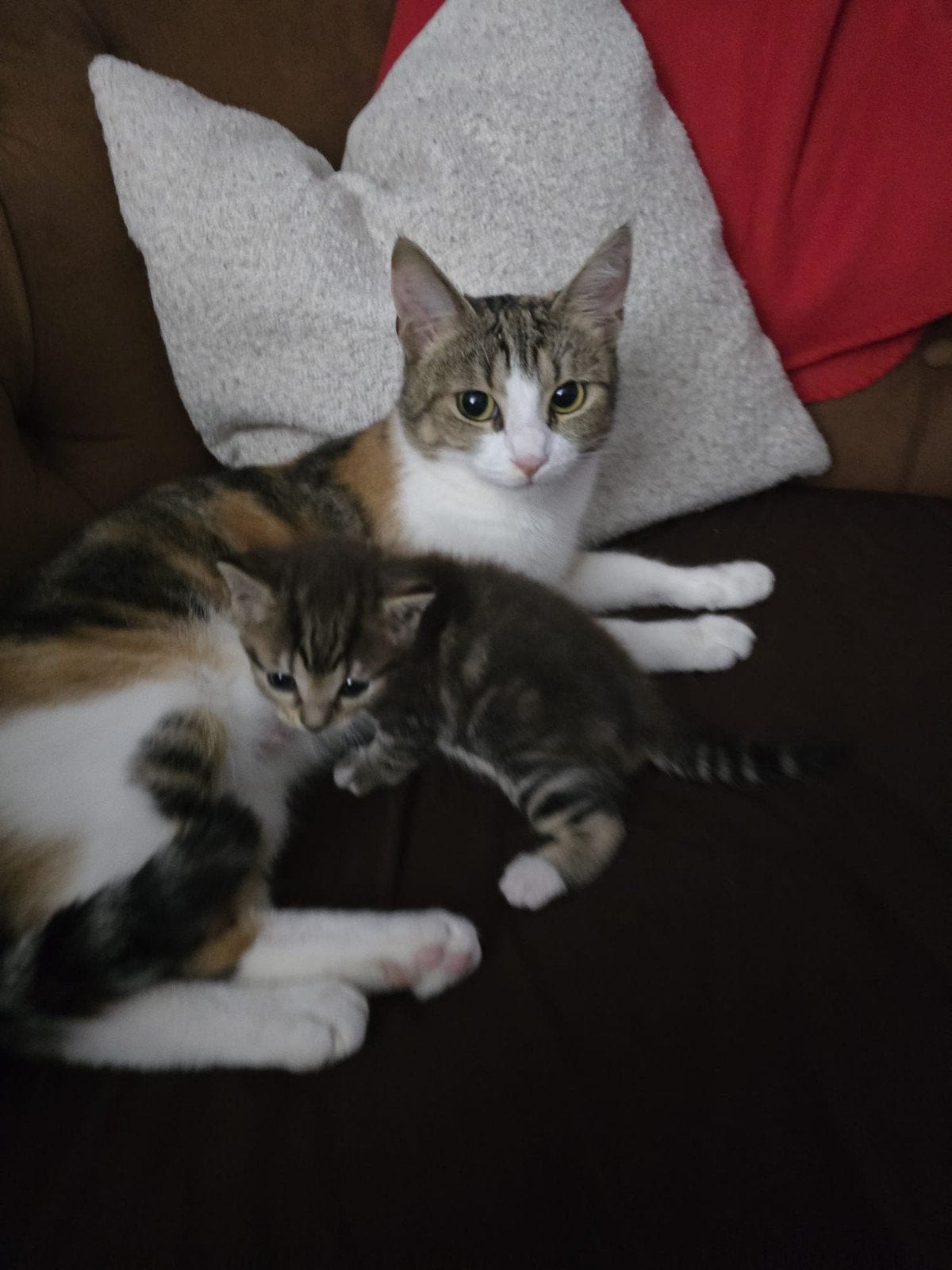 Mother and son, Dieren en Toebehoren, Katten en Kittens | Overige Katten, Poes